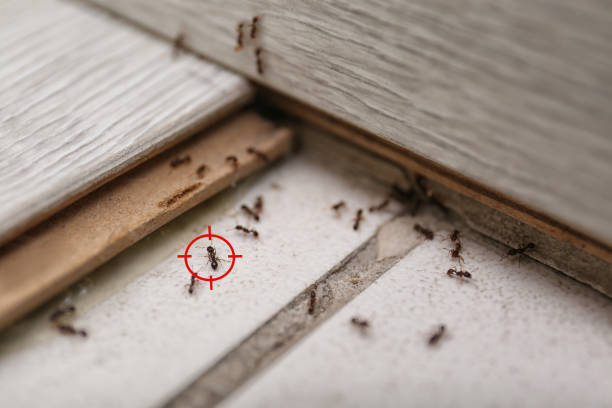 Best Termite Control Services  in Appleton, WI