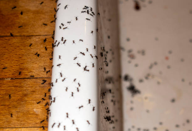 Wasp Removal Services in Appleton, WI